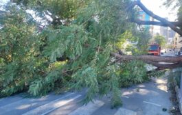 Πτώση δέντρων από τους σφοδρούς ανέμους στην περιοχή «Όχι» στη Λευκωσία