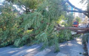 Πτώση δέντρων από τους σφοδρούς ανέμους στην περιοχή «Όχι» στη Λευκωσία
