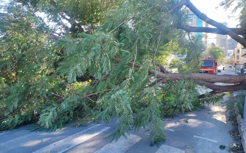 Πτώση δέντρων από τους σφοδρούς ανέμους στην περιοχή «Όχι» στη Λευκωσία