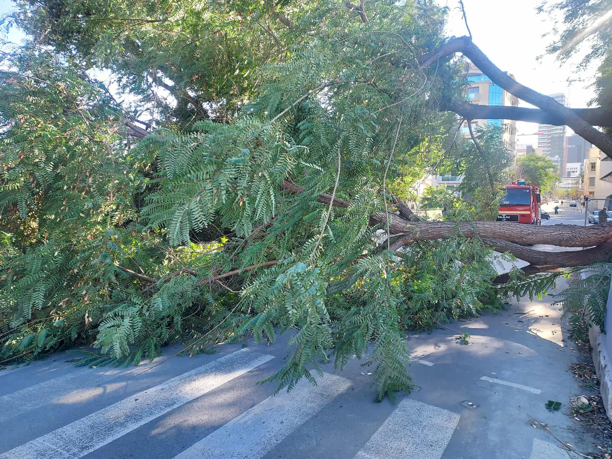 &Pi;&tau;ώ&sigma;&eta; &delta;έ&nu;&tau;&rho;&omega;&nu; &alpha;&pi;ό &tau;&omicron;&upsilon;&sigmaf; &sigma;&phi;&omicron;&delta;&rho;&omicron;ύ&sigmaf; &alpha;&nu;έ&mu;&omicron;&upsilon;&sigmaf; &sigma;&tau;&eta;&nu; &pi;&epsilon;&rho;&iota;&omicron;&chi;ή &laquo;Ό&chi;&iota;&raquo; &sigma;&tau;&eta; &Lambda;&epsilon;&upsilon;&kappa;&omega;&sigma;ί&alpha;