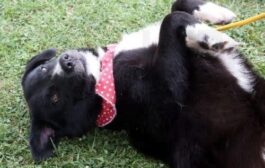 Σοβαρά προβλήματα στην ευημερία των ζώων, αναφέρει η Επ. Περιβάλλοντος