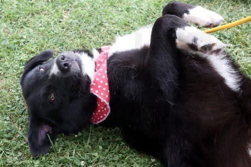 Σοβαρά προβλήματα στην ευημερία των ζώων, αναφέρει η Επ. Περιβάλλοντος