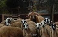 Έκκληση για εφαρμογή μέτρων κατά αφθώδους πυρετού απευθύνει στους κτηνοτρόφους ο Δήμαρχος Π. Χρυσοχούς