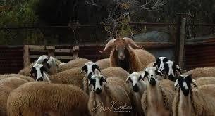 Έκκληση για εφαρμογή μέτρων κατά αφθώδους πυρετού απευθύνει στους κτηνοτρόφους ο Δήμαρχος Π. Χρυσοχούς