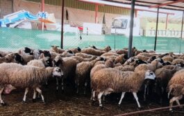 Κραυγή αγωνίας από κτηνοτρόφους Τίμης – Αναρίτας που παίρνουν μέτρα για αφθώδη