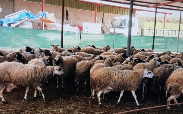 Κραυγή αγωνίας από κτηνοτρόφους Τίμης – Αναρίτας που παίρνουν μέτρα για αφθώδη