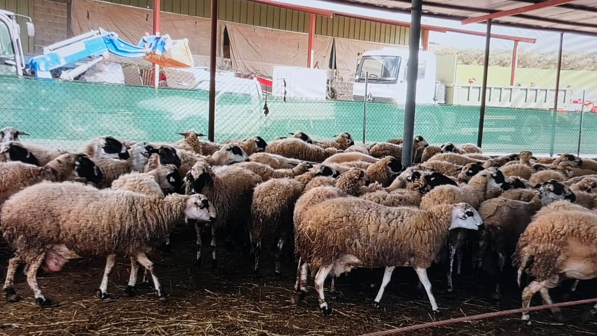 Κραυγή αγωνίας από κτηνοτρόφους Τίμης – Αναρίτας που παίρνουν μέτρα για αφθώδη