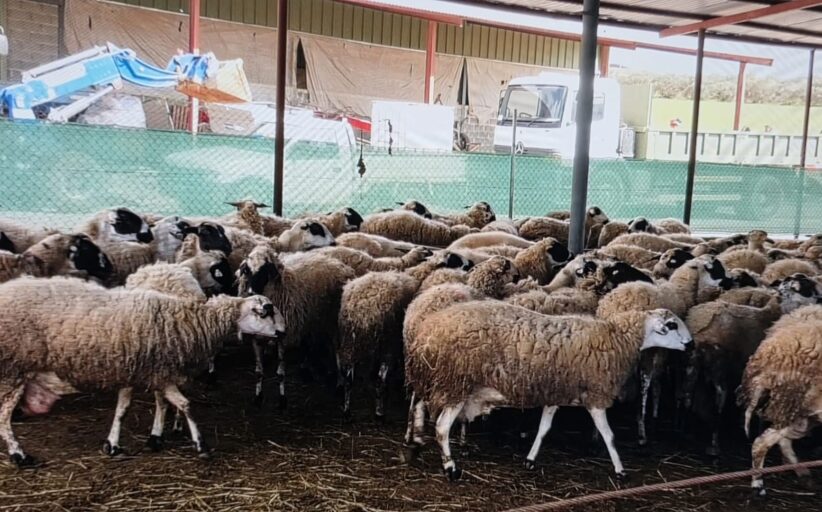 Παρέμβαση Ν. Κλεάνθους για τους ΣΕΑ μετά την μετάδοση του  αφθώδους πυρετού και τα κενά ασφαλείας