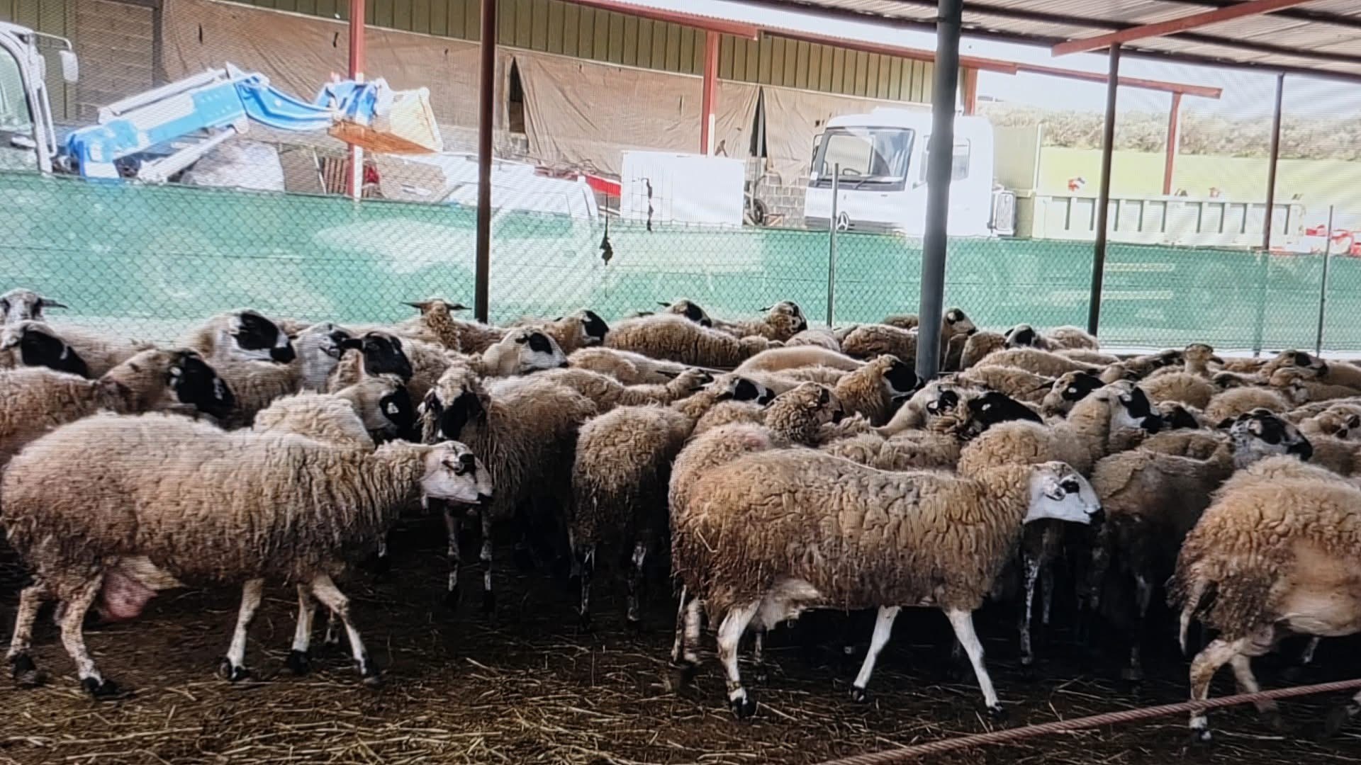 Παρέμβαση Ν. Κλεάνθους για τους ΣΕΑ μετά την μετάδοση του  αφθώδους πυρετού και τα κενά ασφαλείας