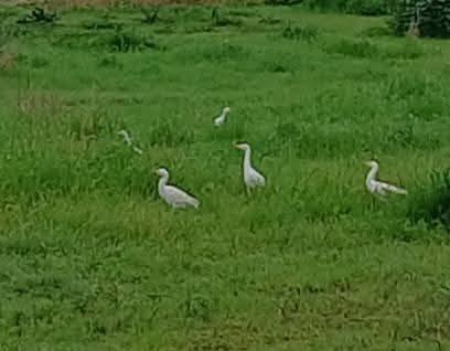 Ερωδιοί γελαδάρηδες: η φύση μάς επισκέπτεται στην πόλη