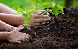 Επέκταση προγράμματος δενδροφυτεύσεων «Φυτεύω για το Κλίμα»