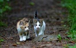 Άμεση διερεύνηση καταγγελιών για εξαφανίσεις γάτων ζητά η Περιβαλλοντική Κίνηση Κύπρου