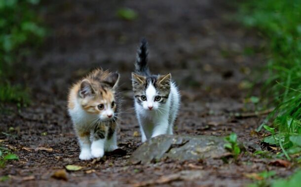 Άμεση διερεύνηση καταγγελιών για εξαφανίσεις γάτων ζητά η Περιβαλλοντική Κίνηση Κύπρου