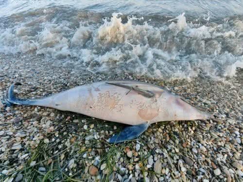 Νεκρό δελφίνι εκβράστηκε στην παραλία του Φάρου, σε εξέλιξη οι εξετάσεις για τα αίτια