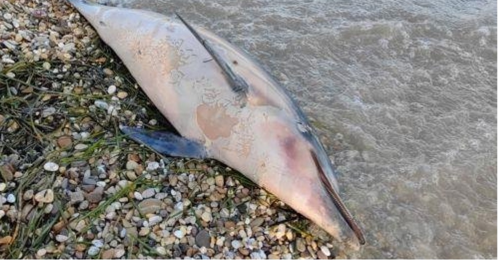 Προχώρησε στις προβλεπόμενες διαδικασίες λέει το ΤΑΘΕ μετά τον εκβρασμό νεκρού δελφινιού στην Πάφο