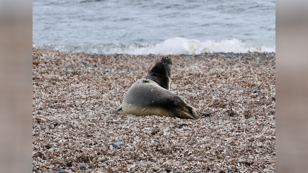 Νεκρή φώκια εντοπίστηκε σε θαλάσσια περιοχή της Πάφου