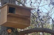 Εγκατάσταση Φωλιών για Ανθρωποπούλια στον Δήμο Πόλης Χρυσοχούς