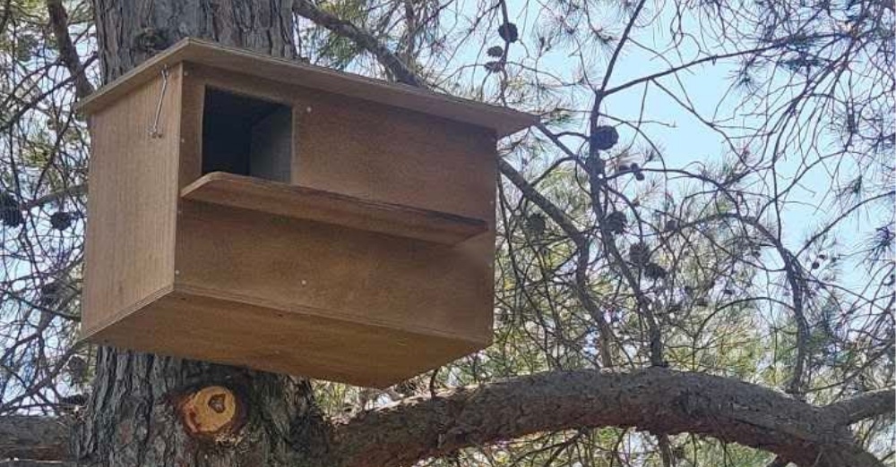 Εγκατάσταση Φωλιών για Ανθρωποπούλια στον Δήμο Πόλης Χρυσοχούς