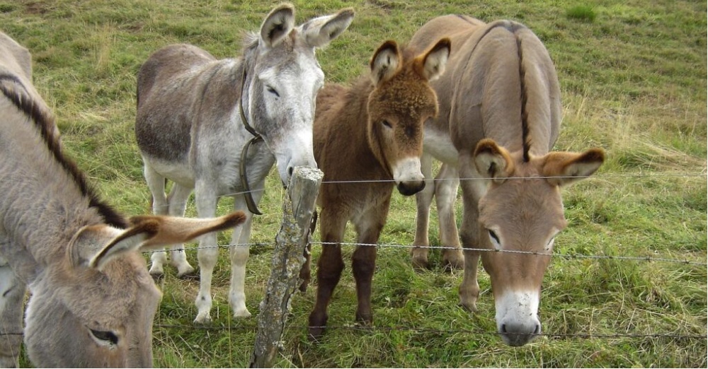 ΣΤΑ ΚΕΛΟΚΕΔΑΡΑ: Οι κάτοικοι ενώνουν δυνάμεις για τα γαϊδουράκια