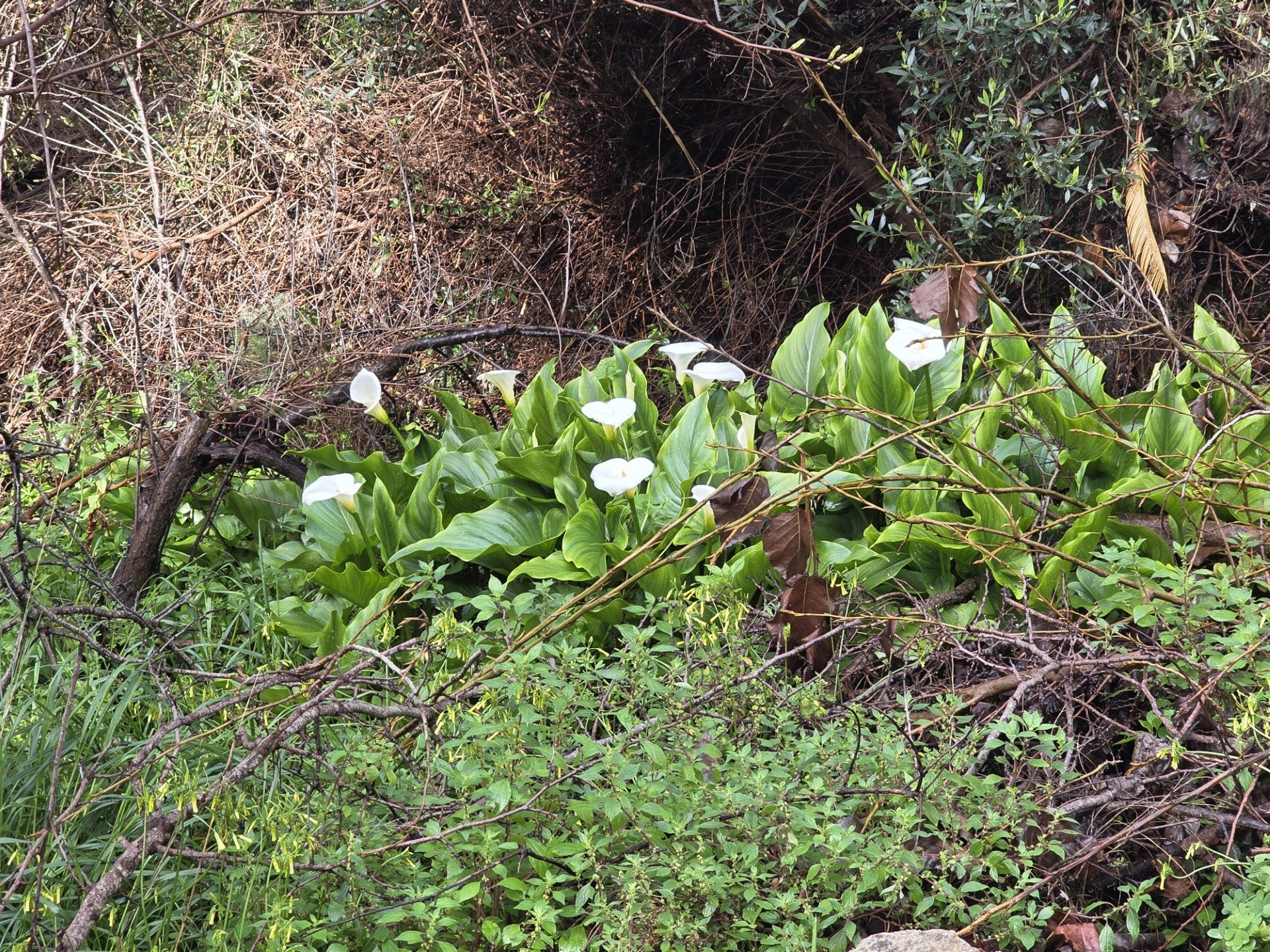 Άνθισαν τα κρίνα της Τρεμιθούσας: Σύμβολα ομορφιάς και αγνότητας