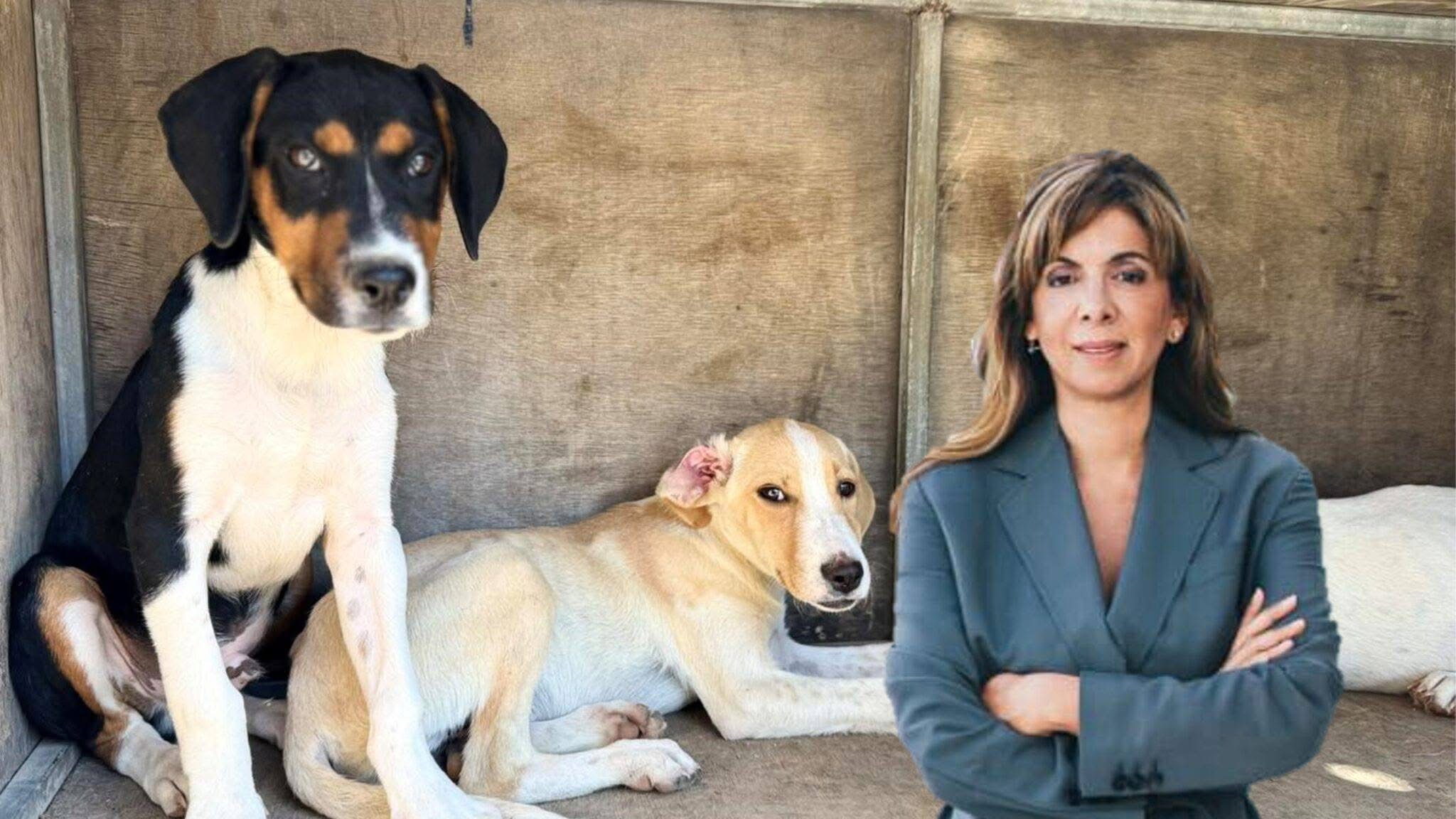 Simba Animal Aid Cyprus: «Νόμοι-λάστιχο» για τα ζώα , τροποποιήσεις πριν καν εφαρμοστούν