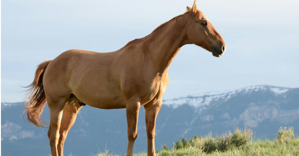 Διάσωση αλόγου από τον Μαθιάτη: Μεταφέρθηκε σε φάρμα και λαμβάνει πλέον φροντίδα