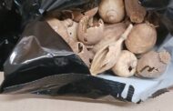 Πέραν των 6,5 κιλών αποξηραμένων βολβών εντόπισε το πρωί η ΥΚΑΝ σε επαρχία Αμμοχώστου και Πάφο