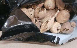 Πέραν των 6,5 κιλών αποξηραμένων βολβών εντόπισε το πρωί η ΥΚΑΝ σε επαρχία Αμμοχώστου και Πάφο