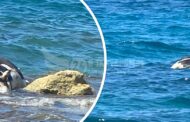 Αποκλειστικό: Νεκρές αγελάδες στην θάλασσα του Λατσιού – Φώτο, Βίντεο