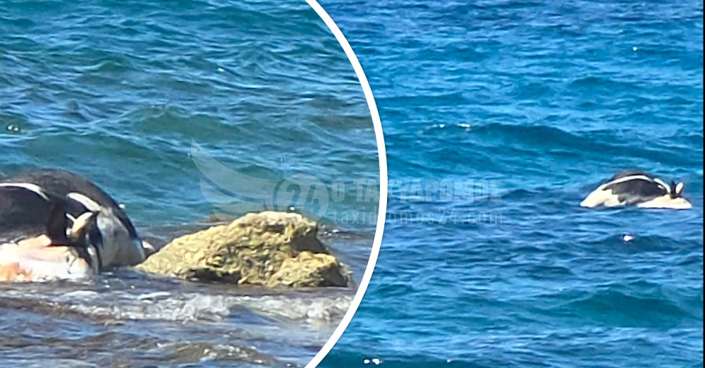 Αποκλειστικό: Νεκρές αγελάδες στην θάλασσα του Λατσιού – Φώτο, Βίντεο