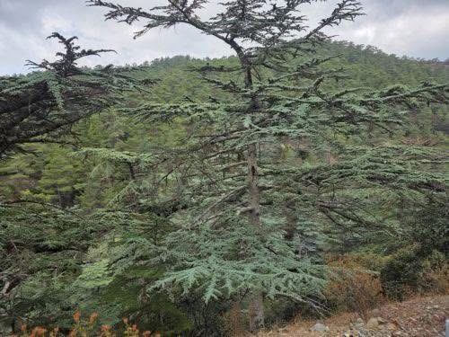 Terra Cypria: Απορρίπτει καταγγελίες για έργο σε Κρήτου Τέρρα και Κάθηκα