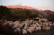 Σε φάση υλοποίησης η υποψηφιότητα για το Παγκόσμιο Δίκτυο Αποθεμάτων Βιόσφαιρας, λέει η Θεοδοσίου