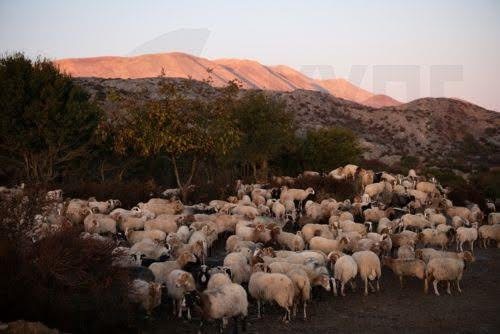 Σε φάση υλοποίησης η υποψηφιότητα για το Παγκόσμιο Δίκτυο Αποθεμάτων Βιόσφαιρας, λέει η Θεοδοσίου