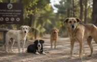 Σύσκεψη διαχείρισης αδέσποτων σκύλων στο Δάσος Πάφου