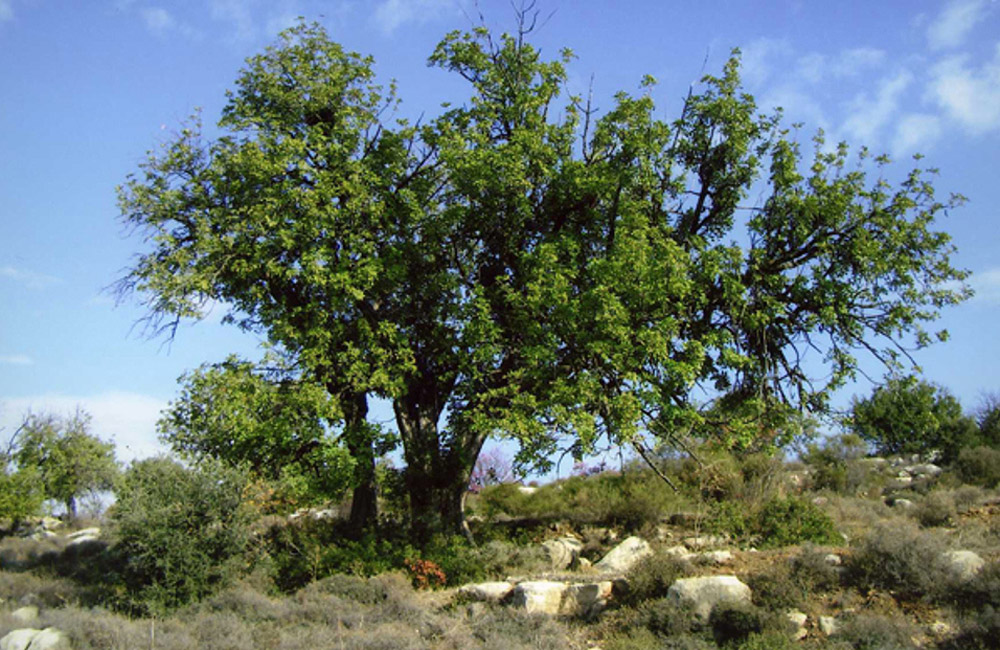 Παγκύπριο φαινόμενο η ξήρανση δέντρων, λαμβάνονται μέτρα λέει το Τμήμα Δασών
