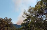 Πυρκαγιά σε εξέλιξη κοντά στη Λυσό – Ισχυρές δυνάμεις στο σημείο
