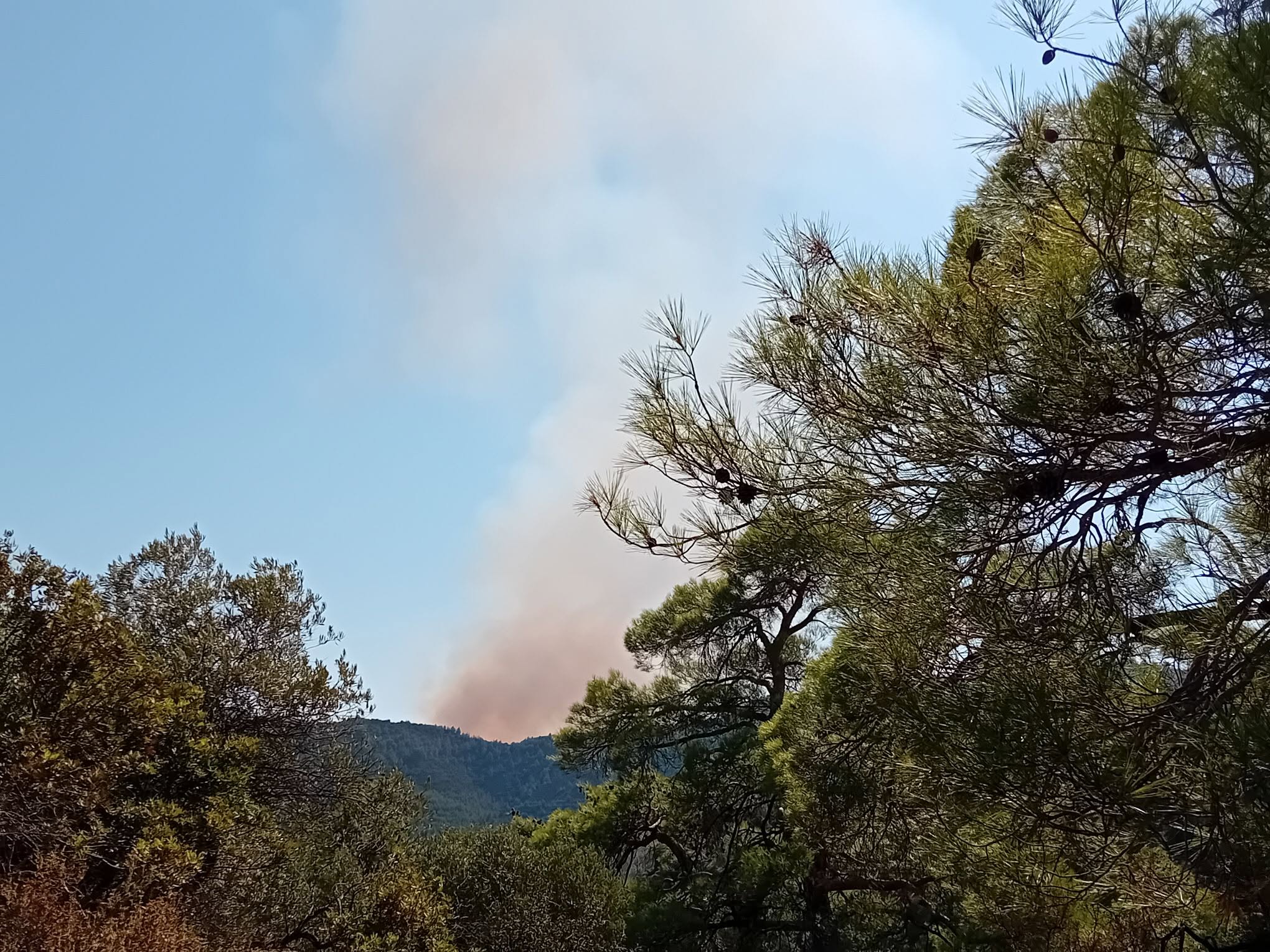 Πυρκαγιά σε εξέλιξη κοντά στη Λυσό – Ισχυρές δυνάμεις στο σημείο